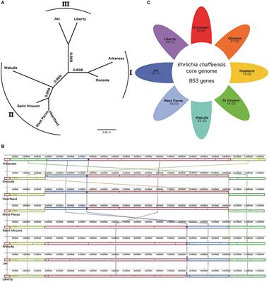 Comparative Genomics of the Zoonotic Pathogen Ehrlichia chaffeensis Reveals Candidate Type IV Effectors and Putative Host Cell Targets